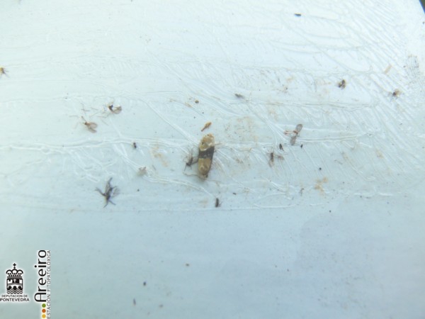 Polilla del Racimo - Grapevine moth - Couza do acio >> Macho capturado en trampa de feromona.jpg